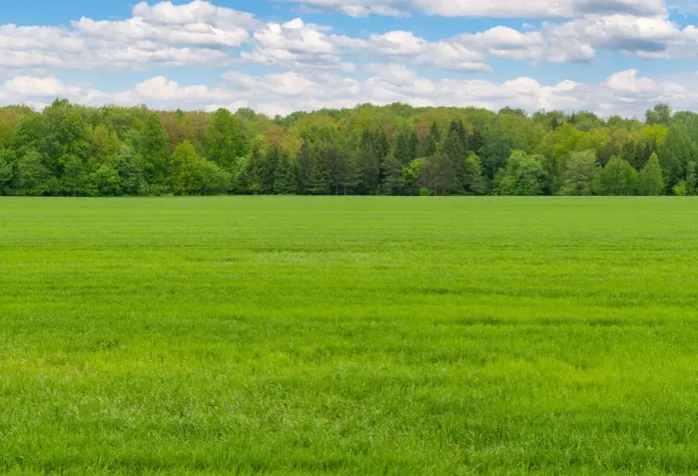Ile kosztuje metr działki rolnej? Sprawdź ceny w różnych regionach
